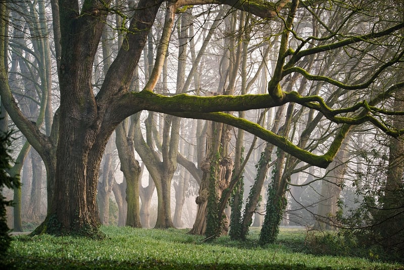Forest Fairy Tale Themes